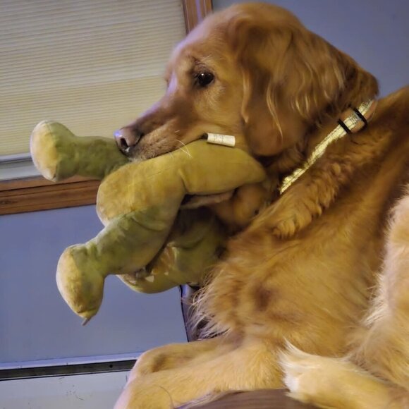 None Accessories - Love The Item But Not The Price.  Send An Offer LET'S BUNDLE